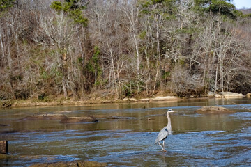 blue crane on rock in the river