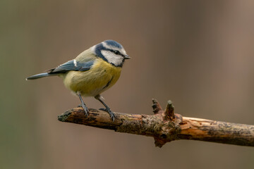 Eurasian Blue Tit (Cyanistes caeruleus) on a branch in a forest of Noord Brabant in the Netherlands.                               