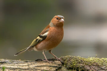  Common Chaffinch (Fringilla coelebs) on a branch in the forest of Noord Brabant in the Netherlands.                                                                               