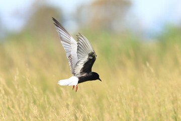 flying in the air White-winged Tern
