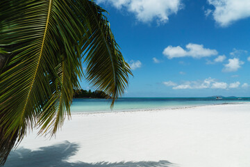 Horizontal palm on the beach of Anse Volbert on the Seychelles.