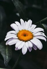 Obraz premium daisy flower closeup