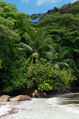 Fototapeta na wymiar Jungle just behind Anse Volbert beach on the Seychelles.