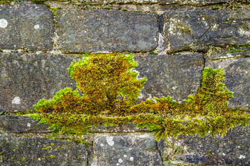 Aufsicht Kopfsteinpflaster mit Moos - und Flechtenbewuchs