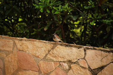 a House Sparrow bird on a rock