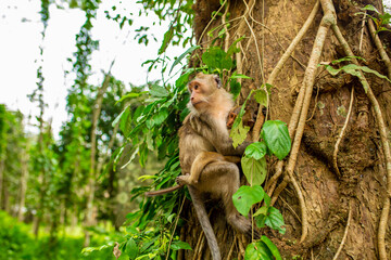 Monkeys in nature in the jungle of Thailand. A flock of monkeys in the trees. Wildlife scene with wild animals.