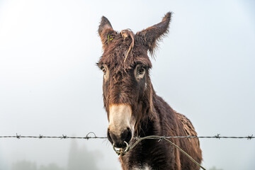 donkey on the farm in the fog