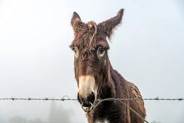 Fotobehang donkey on the farm in the fog © edojob