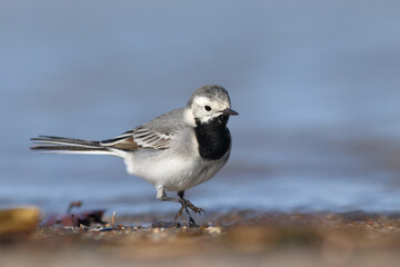 fed by the water White Wagtail 