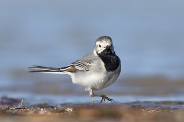 fed by the water White Wagtail 