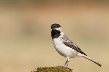 standing on moss Sombre Tit