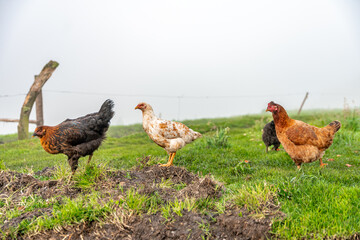 chickens in the farm yard, organic