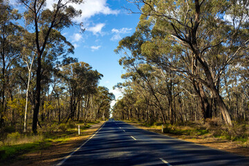 Fototapeta na wymiar road in the Australian forest