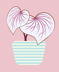 pink caladium vector for decoration