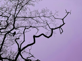 Bird crow sits on tree bare branch against evening sky.
