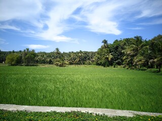 grass and sky