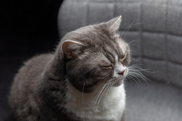 Studio portrait British Cat with closed eyes on gray chair and black background . Selective focus.