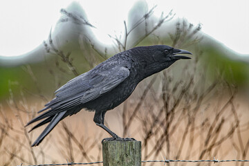 American crow, Corvus brachyrhynchos, shiny blue purple black iridescence isolated cutout on white...