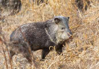 Boar