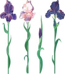 Background for design beautiful decoration vector flowers - irises on a white background, postcard for congratulations