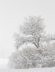 A snow covered oak tree and the bushes that surround it are isolated in the landscape by thick fog on a chilly winter day.