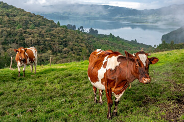 Fototapeta na wymiar cows on a meadow in a beautiful landscape