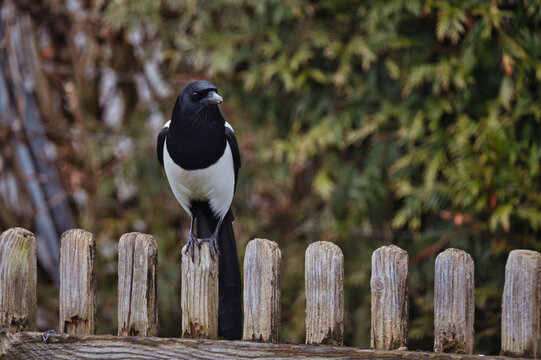 bird, wild lebende tiere, elster, natur, tier, schnabel, 