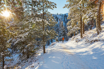 Hike in winter forest