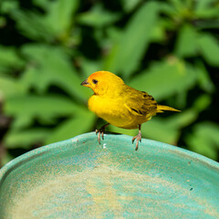 Atlantic Canary, a small Brazilian wild bird. The yellow canary Crithagra flaviventris is a small passerine bird in the finch family. 