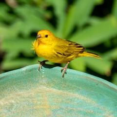 Atlantic Canary, a small Brazilian wild bird. The yellow canary Crithagra flaviventris is a small passerine bird in the finch family. 