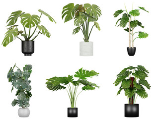 plants in pots isolated on transparent or white background