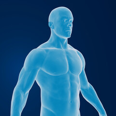 3d rendering of an muscular human body	
