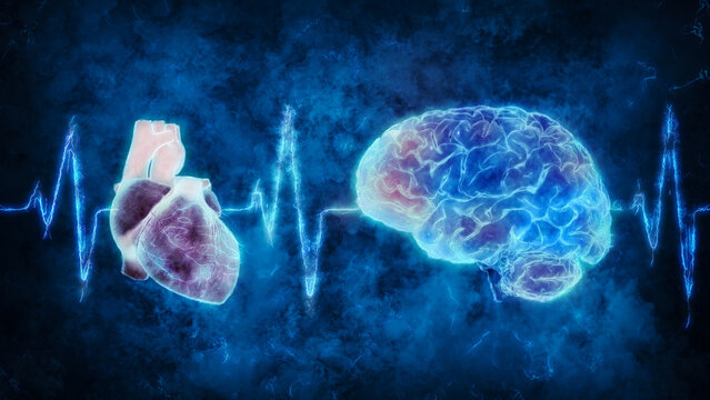 3d brain and heart representing emotional intelligence	