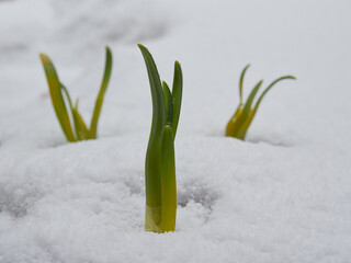 New green daffodil flower sprout emerges from snow in spring.