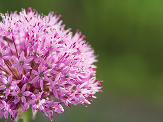 Flowering ornamental onion in garden: blooming beautiful flower.