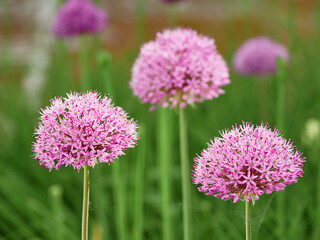 Flowering ornamental onion in garden: blooming beautiful flower.