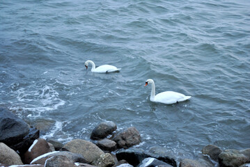 Baltic sea and two swans