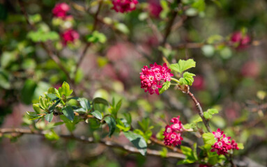 A magenta inflorescence blooms on the branch of the ribes sanguineum bush.