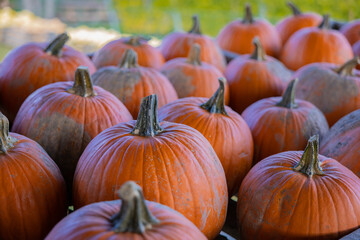 Citrouilles,  courges, Halloween, pumpkins, orange, hour, horizontal