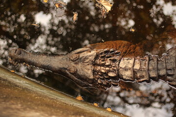 gavial