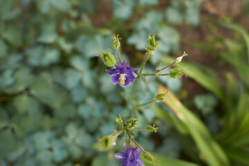 Violet, blue flower of Columbine plug (Aquilegia, Granny's Bonnet, Grannys Bonnet) plants in the garden. Summer and spring time.