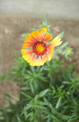 Red, yellow of Indian blanket in the garden. Summer and spring time.
