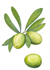 watercolor drawing of a green olive branch