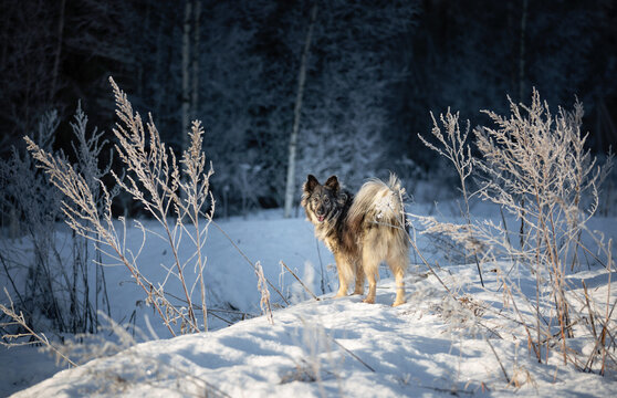 Young fluffy dog on the background of a snowy forest