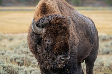 Fototapeta premium American Bison Grazing in Yellowstone National Park in Autumn