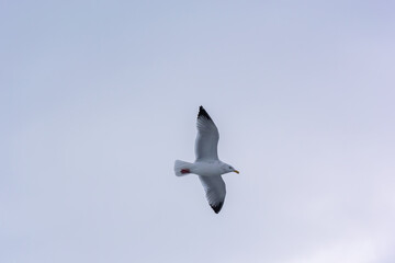 Herring Gull Flying In A Grey January Sky