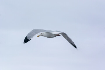 Herring Gull Flying In A Grey January Sky