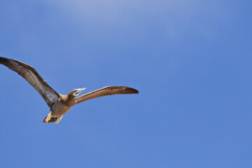 Sturmvogel in Feuerland