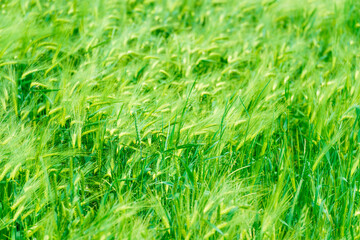 Field of fresh green meadow grass on a sunny sunny day