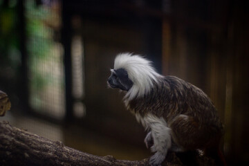 long macaque